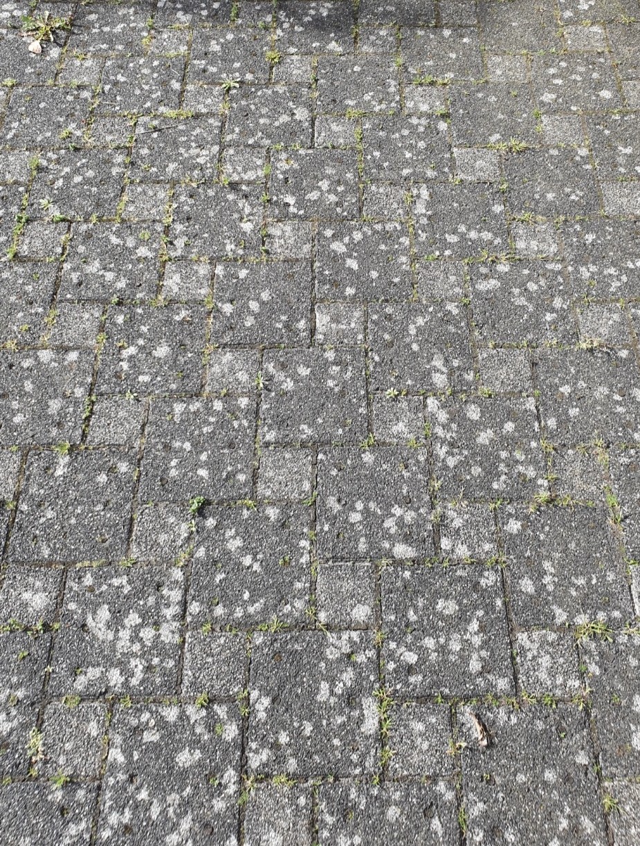 Graue Steinpflaster mit weißen Flecken und etwas grünem Moos zwischen den Fugen