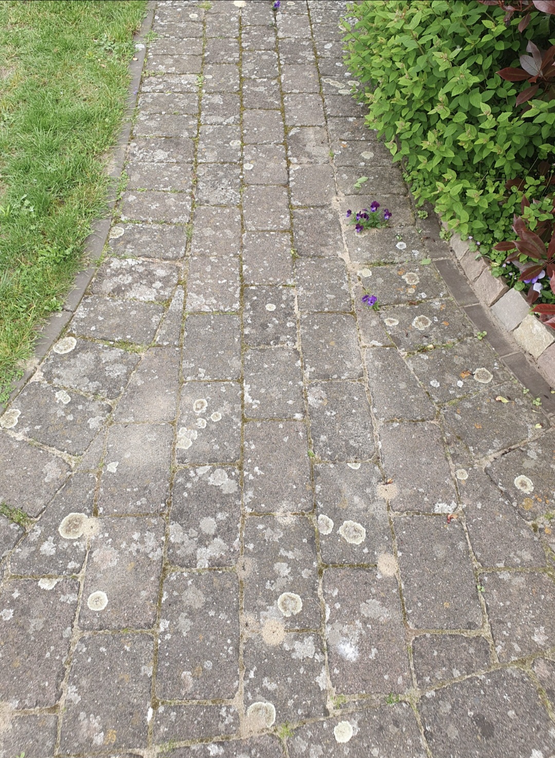 Ein gepflasterter Weg mit hellen Flechten, daneben grüner Rasen und Sträucher