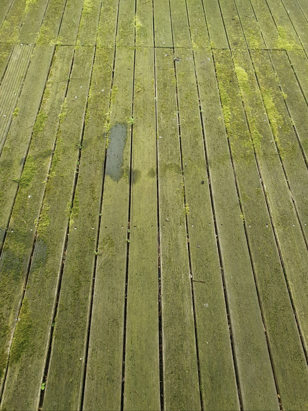 Holzplanken mit grünem Moosbedeckung und dunklen feuchten Flecken