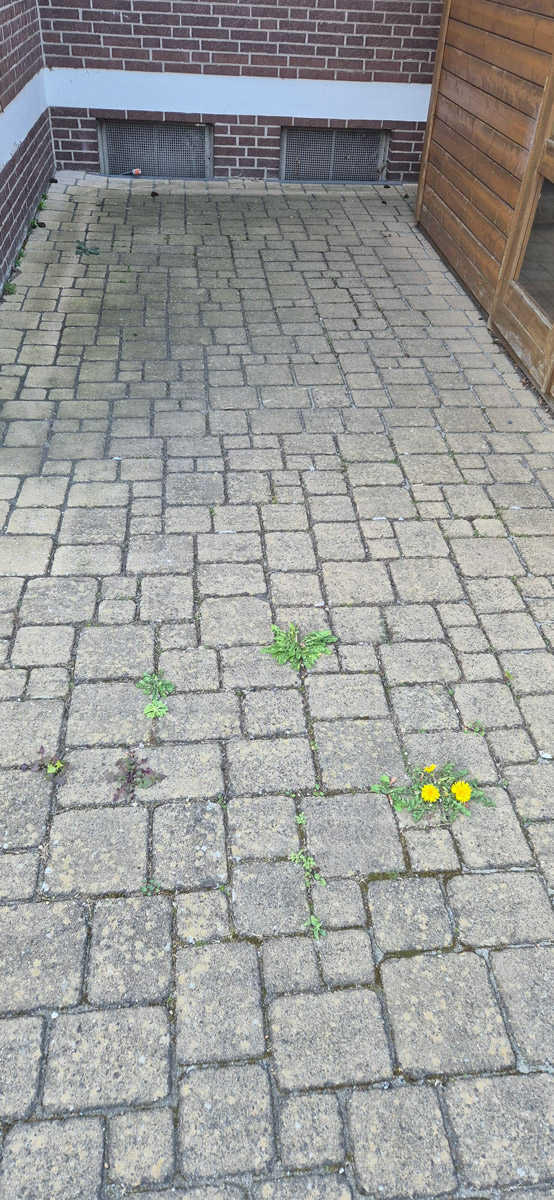 Das Bild zeigt einen gepflasterten Hof mit einigen gelben Löwenzahnblumen und Unkraut