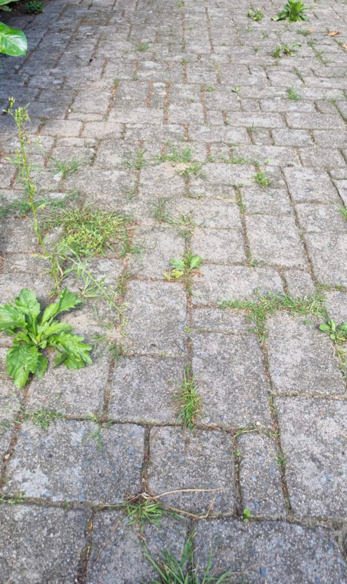 Ein mit grauen Pflastersteinen bedeckter Weg mit verstreuten grünen Unkräutern